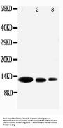 Anti-MIG/CXCL9 Antibody Picoband®