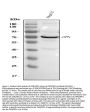 Anti-Osteopontin/SPP1 Antibody Picoband®