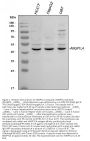 Anti-Angiopoietin-like 4/ANGPTL4 Antibody Picoband®