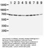 Anti-Annexin VI/ANXA6 Antibody PicobandÂ®