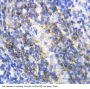 Anti-Annexin VI/ANXA6 Antibody PicobandÂ®