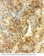 Anti-Annexin VI/ANXA6 Antibody PicobandÂ®