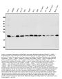 Anti-BAK/BAK1 Antibody Picoband®