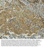 Anti-BAK/BAK1 Antibody Picoband®