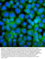 Anti-BAK/BAK1 Antibody Picoband®