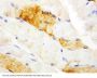 Anti-Carbonic Anhydrase III/CA3 Antibody Picoband®