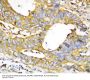 Anti-Caspase-1(P20)/CASP1 Antibody Picoband®