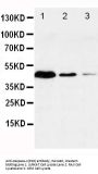 Anti-Caspase-1(P20)/CASP1 Antibody Picoband®