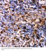 Anti-Caspase-6(P18)/CASP6 Antibody Picoband®