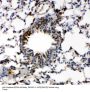 Anti-Caspase-6(P18)/CASP6 Antibody Picoband®