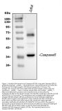 Anti-Caspase-6(P18)/CASP6 Antibody Picoband®