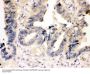 Anti-Caspase-7(P11)/CASP7 Antibody Picoband®