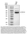 Anti-CD14 Antibody Picoband®