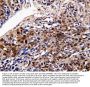 Anti-D-dopachrome decarboxylase DDT Antibody Picoband®