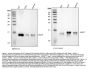 Anti-D-dopachrome decarboxylase DDT Antibody Picoband®