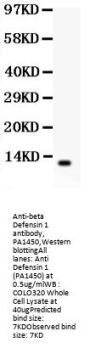 Anti-beta Defensin 1/DEFB1 Antibody Picoband®