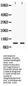 Anti-Eotaxin 3/CCL26 Antibody Picoband®