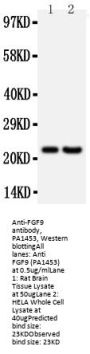 Anti-Fibroblast growth factor 9 FGF9 Antibody Picoband®