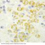 Anti-Fibroblast growth factor 9 FGF9 Antibody Picoband®