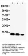 Anti-C-X-C motif chemokine 16 CXCL16 Antibody Picoband®
