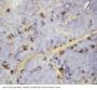 Anti-C-X-C motif chemokine 16 CXCL16 Antibody Picoband®