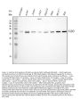Anti-FADD Antibody Picoband®