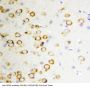 Anti-GDNF Antibody Picoband®