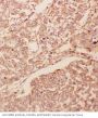 Anti-GDNF Antibody Picoband®