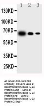 Anti-IL23 P19/IL23A Antibody Picoband®