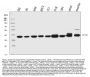 Anti-PPID Antibody Picoband®