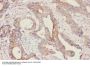 Anti-Fatty Acid Binding Protein 5/FABP5 Antibody Picoband®