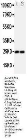 Anti-Fibroblast growth factor 19 FGF19 Antibody Picoband®