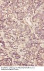 Anti-Fibroblast growth factor 19 FGF19 Antibody Picoband®