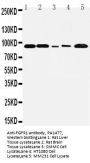 Anti-FGFR1 Antibody Picoband®