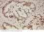Anti-FGFR1 Antibody Picoband®