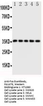 Anti-Fos B/FOSB Antibody Picoband®