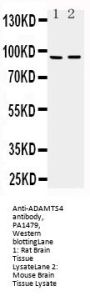 Anti-ADAMTS4/ADAMTS4 Antibody Picoband®