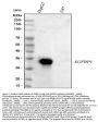 Anti-IGFBP1 Antibody Picoband®