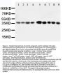 Anti-AIMP2/p38 Antibody Picoband®