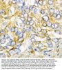 Anti-AIMP2/p38 Antibody Picoband®