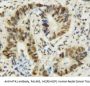 Anti-MTA1 Antibody Picoband®