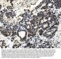 Anti-MTA1 Antibody Picoband®