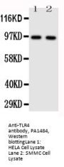 Anti-Toll-like receptor 4 TLR4 Antibody Picoband®