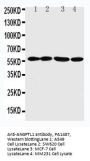 Anti-Angiopoietin-related protein 1 ANGPTL1 Antibody Picoband®