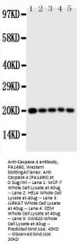 Anti-Caspase 4/CASP4 Antibody Picoband®
