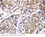 Anti-Caspase 4/CASP4 Antibody Picoband®