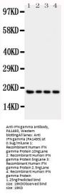 Anti-Interferon gamma/IFNG Antibody Picoband®