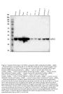 Anti-APE1/APEX1 Antibody Picoband®