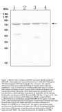 Anti-MEKK2/MAP3K2 Antibody Picoband®