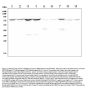 Anti-MEKK2/MAP3K2 Antibody Picoband®
